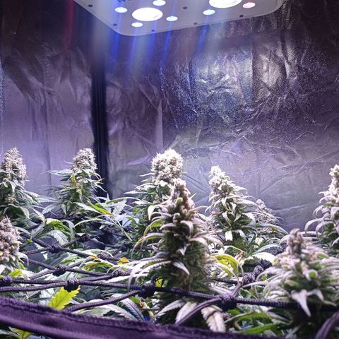 Bella growlog timeline photo