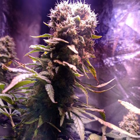 Bella growlog timeline photo