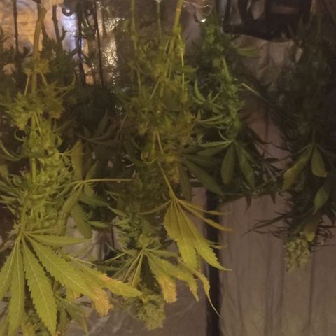 Bella growlog timeline photo