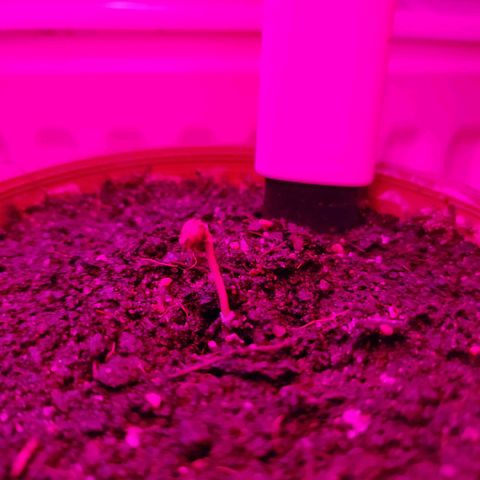 Northern Lights growlog photo: First centimeter of growth.
