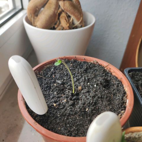 Northern Lights growlog timeline photo