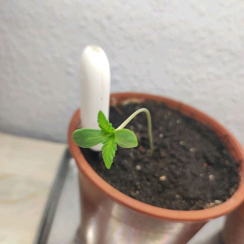 Northern Lights growlog timeline photo