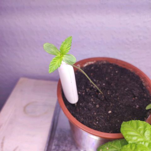 Northern Lights growlog timeline photo