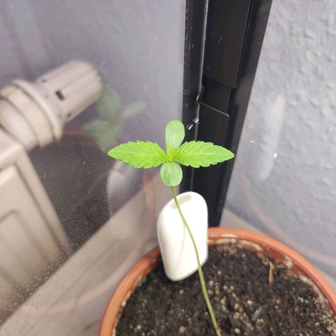Northern Lights growlog timeline photo