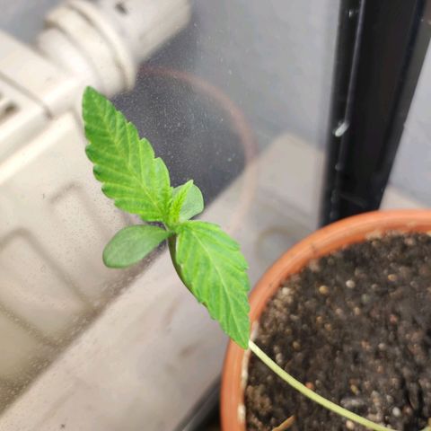 Northern Lights growlog timeline photo