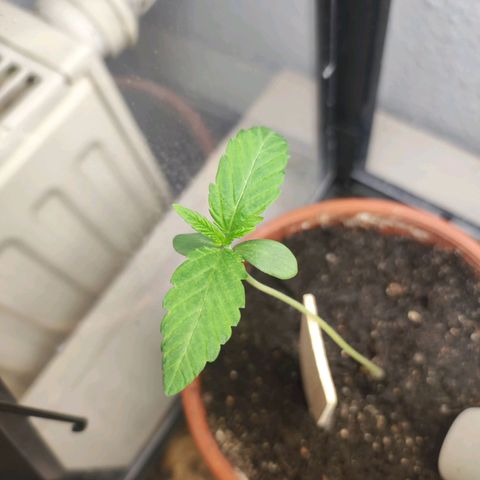 Northern Lights growlog timeline photo