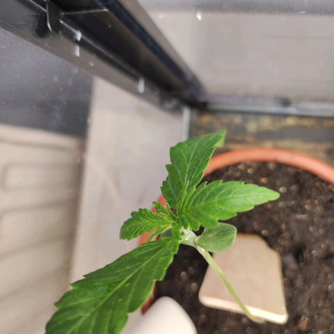Northern Lights growlog timeline photo