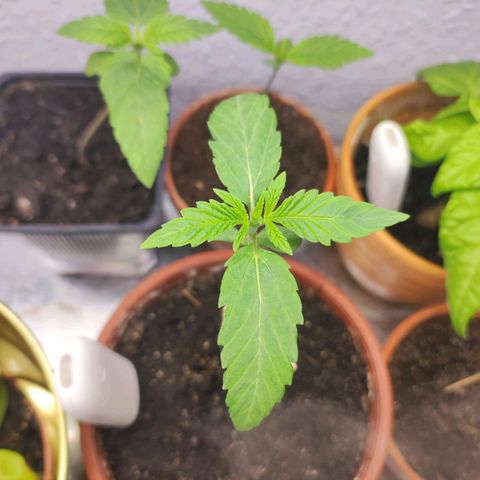 Northern Lights growlog timeline photo
