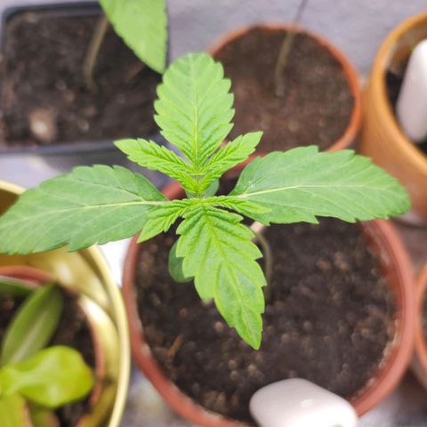 Northern Lights growlog photo: First set of true blades forming.