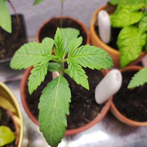 Northern Lights growlog timeline photo