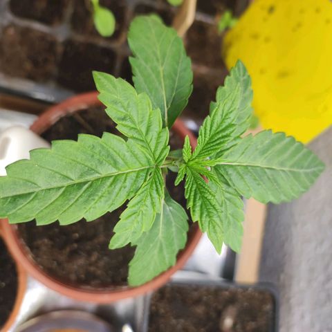 Northern Lights growlog timeline photo