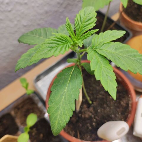 Northern Lights growlog timeline photo
