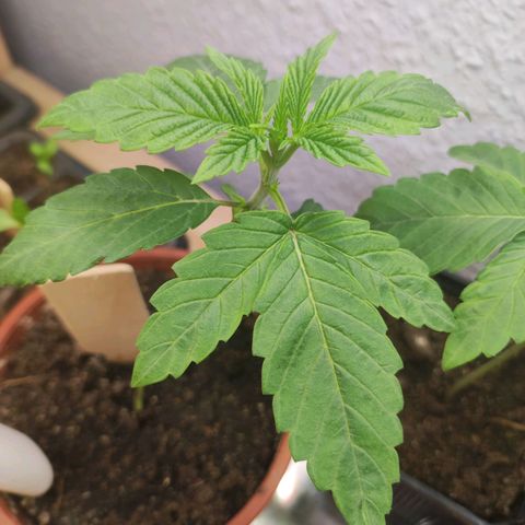 Northern Lights growlog timeline photo