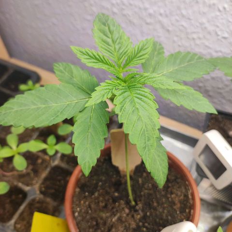 Northern Lights growlog timeline photo