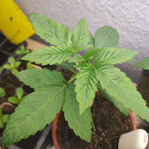 Northern Lights growlog timeline photo