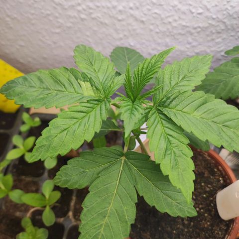 Northern Lights growlog timeline photo