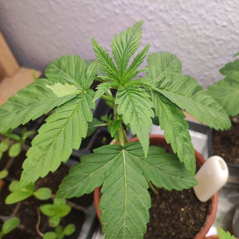 Northern Lights growlog timeline photo
