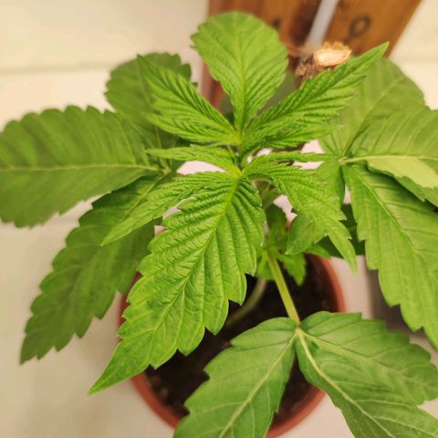 Northern Lights growlog timeline photo