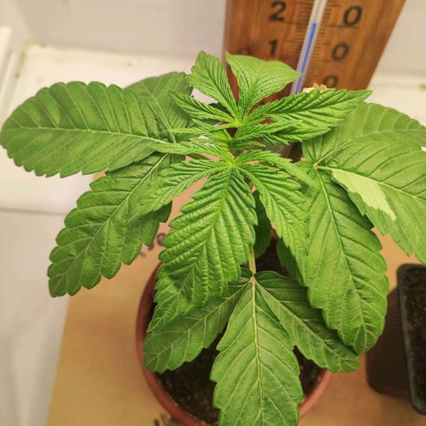 Northern Lights growlog timeline photo