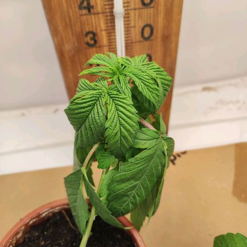 Northern Lights growlog timeline photo