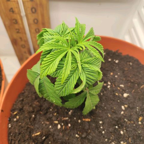 Northern Lights growlog timeline photo