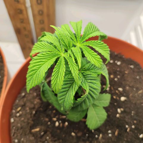 Northern Lights growlog timeline photo
