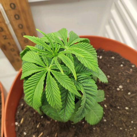 Northern Lights growlog timeline photo