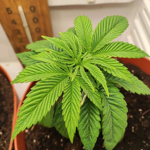 Northern Lights growlog timeline photo
