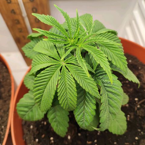 Northern Lights growlog timeline photo