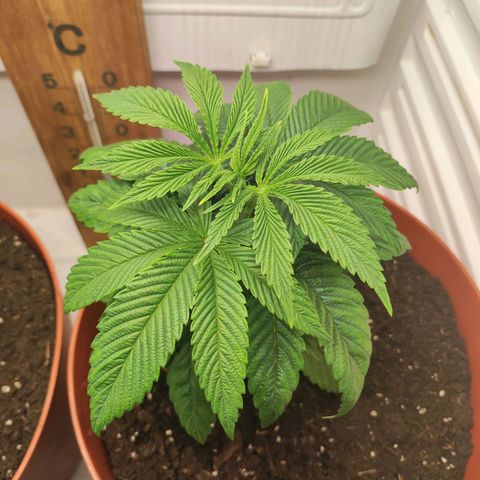 Northern Lights growlog timeline photo