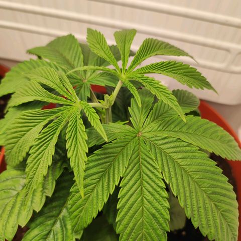 Northern Lights growlog timeline photo