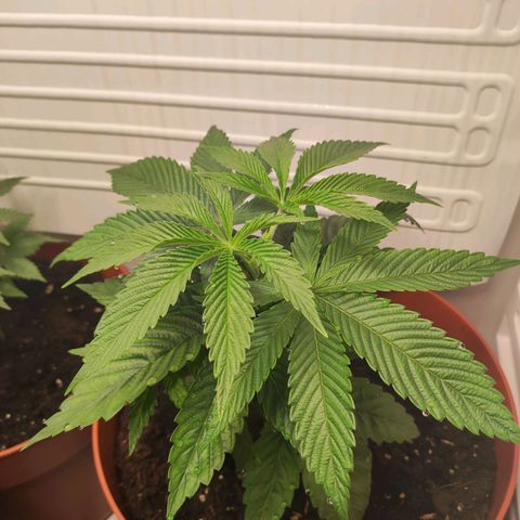 Northern Lights growlog timeline photo