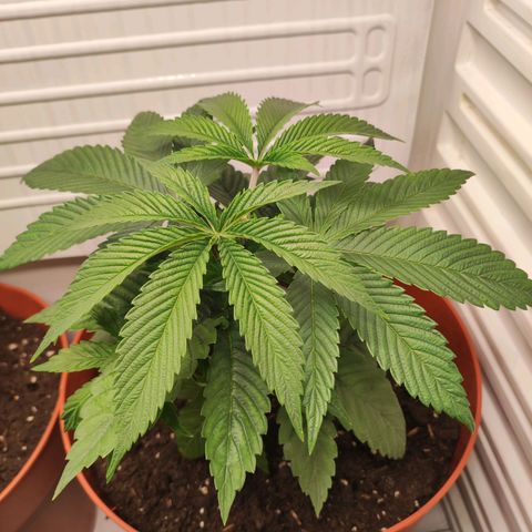 Northern Lights growlog timeline photo