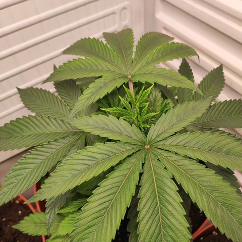Northern Lights growlog timeline photo
