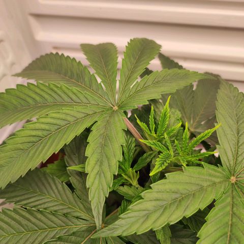 Northern Lights growlog timeline photo