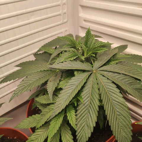 Northern Lights growlog timeline photo