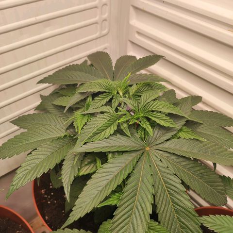 Northern Lights growlog timeline photo