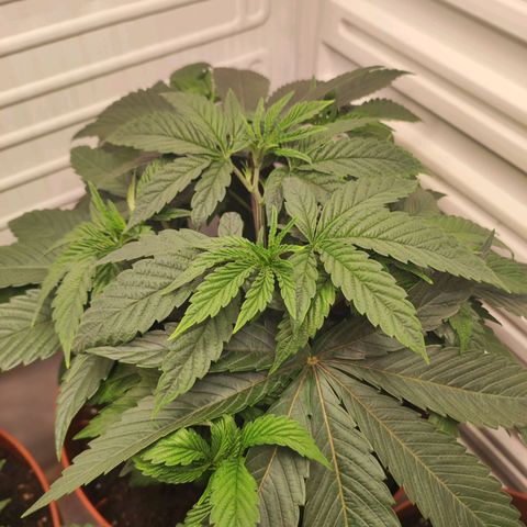 Northern Lights growlog timeline photo