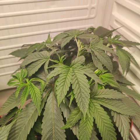 Northern Lights growlog timeline photo