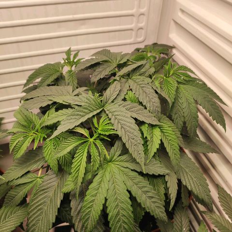 Northern Lights growlog timeline photo