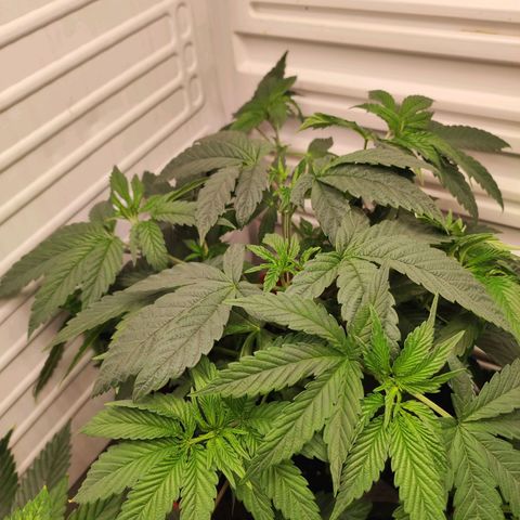 Northern Lights growlog timeline photo