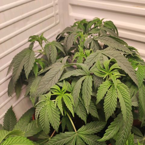 Northern Lights growlog timeline photo