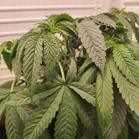 Northern Lights growlog timeline photo