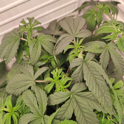 Northern Lights growlog timeline photo