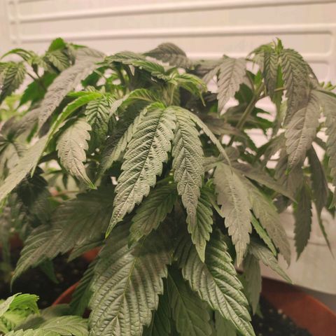 Northern Lights growlog timeline photo
