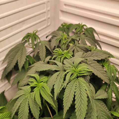 Northern Lights growlog timeline photo