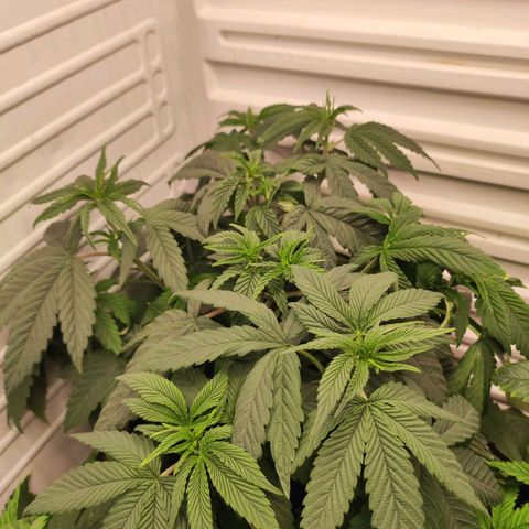Northern Lights growlog timeline photo