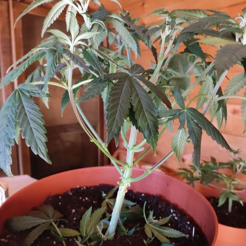 Northern Lights growlog timeline photo