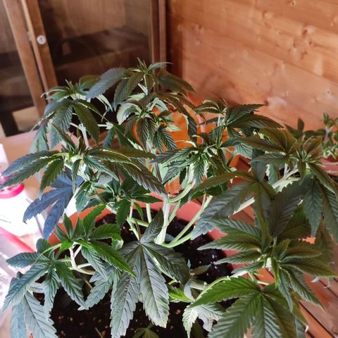 Northern Lights growlog timeline photo