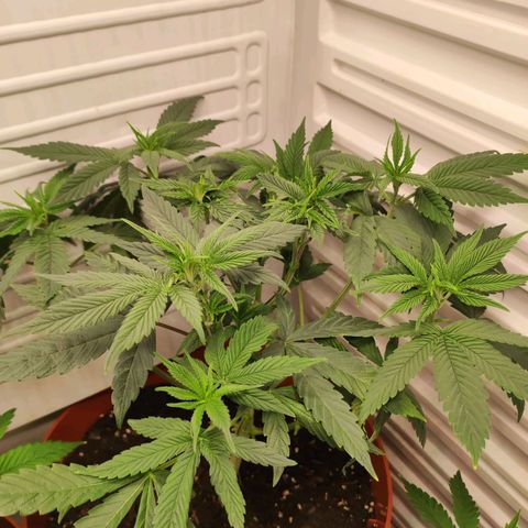 Northern Lights growlog timeline photo